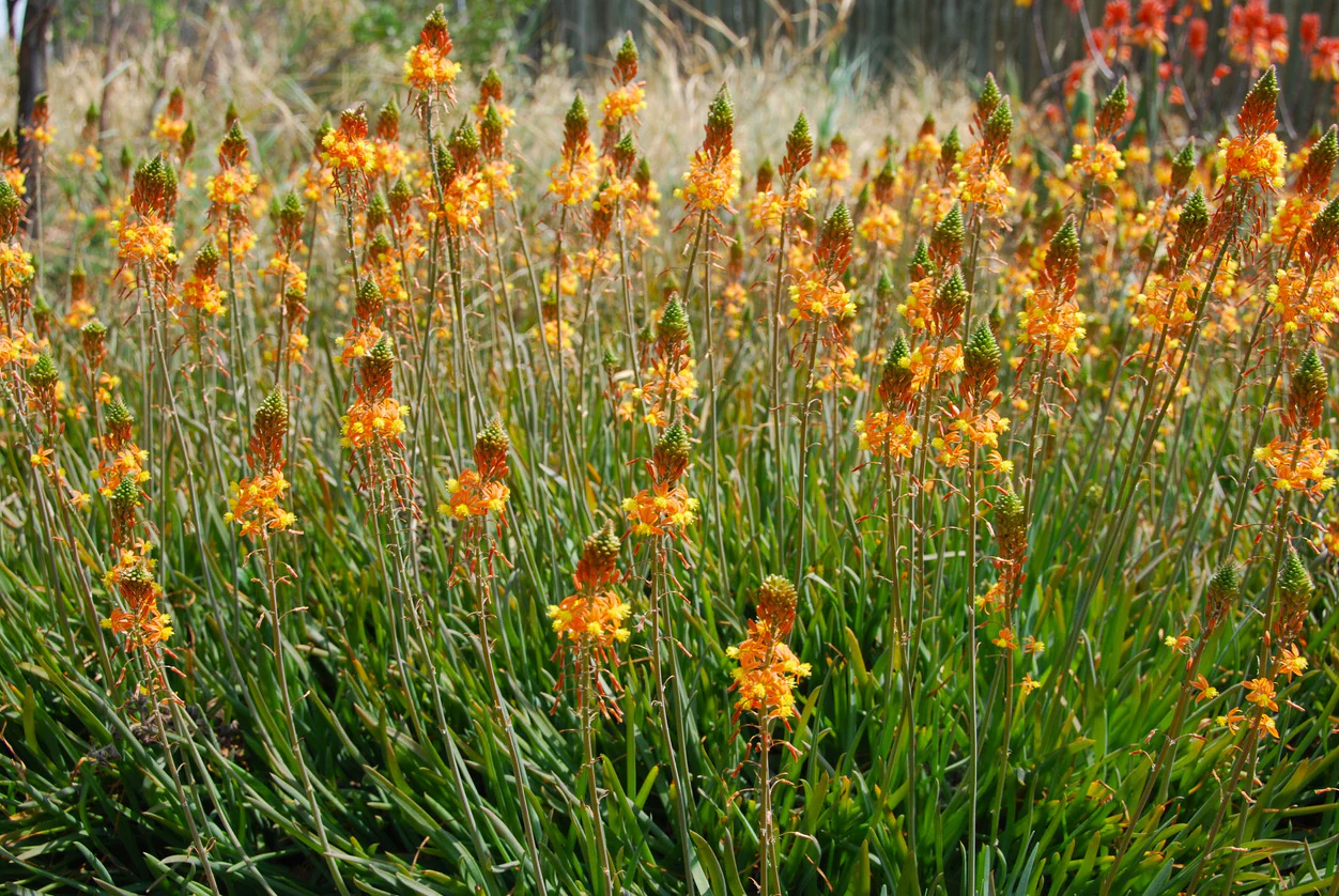 Groundcover Plants