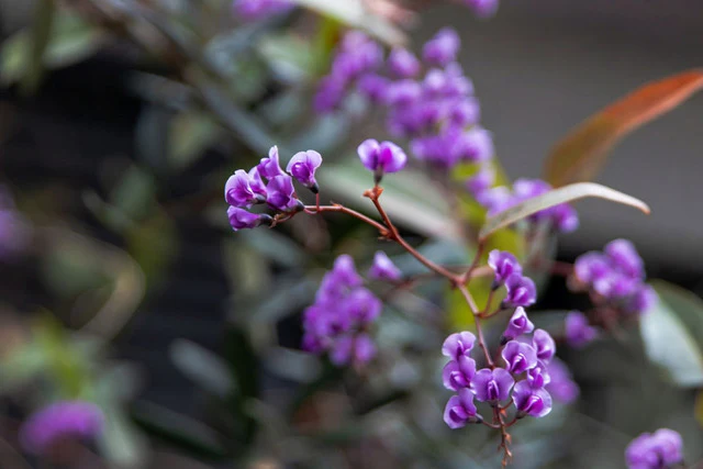 Australian Native Plants