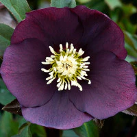 Winter Hellebore / Winter Rose