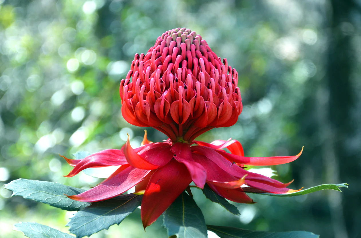 Protea & Friends
